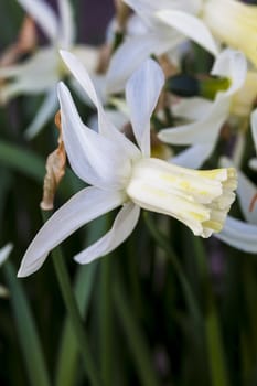 Daffodil (narcissus) 'Jenny' growing outdoors in the spring season