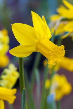 Daffodil (narcissus) 'The Alliance' growing outdoors in the spring season