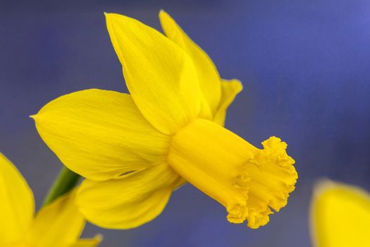 Daffodil (narcissus) 'The Alliance' growing outdoors in the spring season