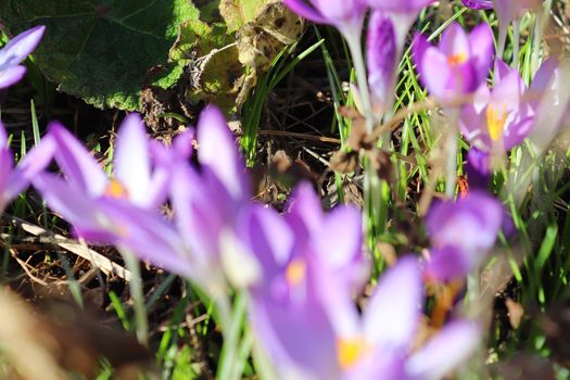 Purple crocus and yellow growing outside. View at magic blooming spring flowers crocus sativus. 