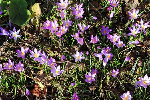 Purple crocus and yellow growing outside. View at magic blooming spring flowers crocus sativus. 