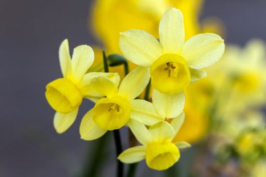 Daffodil (narcissus) 'Angels Whisper' growing outdoors in the spring season