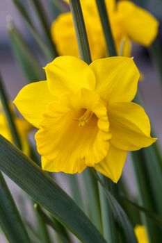 Daffodil (narcissus) 'Welsh Warrior' growing outdoors in the spring season