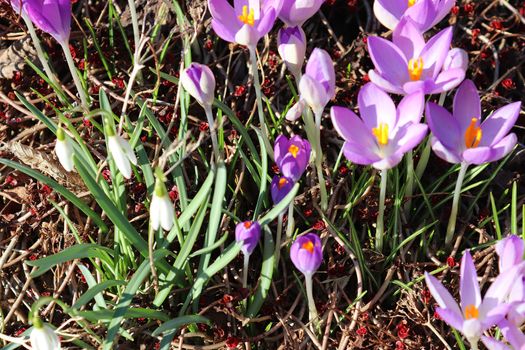 Purple crocus and yellow growing outside. View at magic blooming spring flowers crocus sativus. 