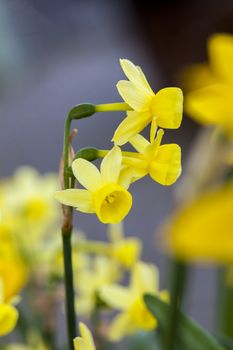 Daffodil (narcissus) 'Angels Whisper' growing outdoors in the spring season