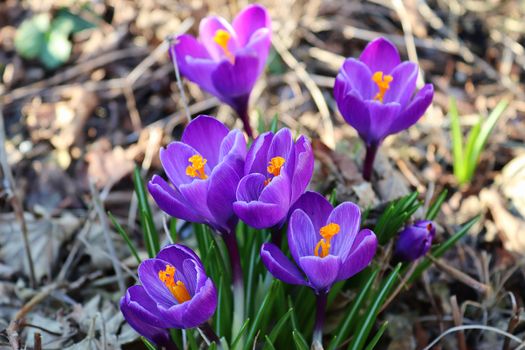 Purple crocus and yellow growing outside. View at magic blooming spring flowers crocus sativus. 