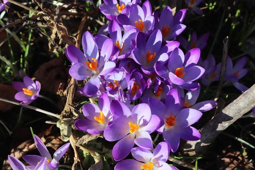 Purple crocus and yellow growing outside. View at magic blooming spring flowers crocus sativus. 