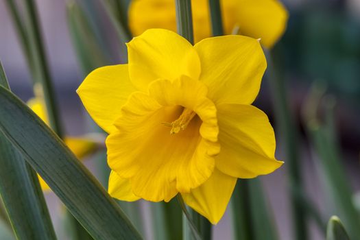 Daffodil (narcissus) 'Welsh Warrior' growing outdoors in the spring season