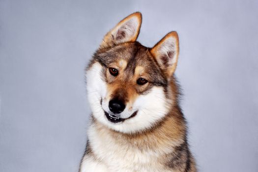 Portrait of a West Siberian husky closeup. Made a funny face.