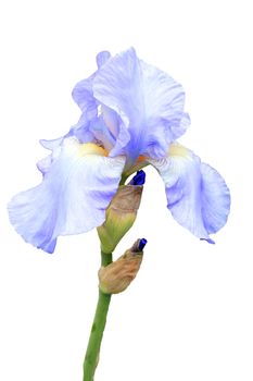 Iris pallida flower plant cut out and isolated on a white background