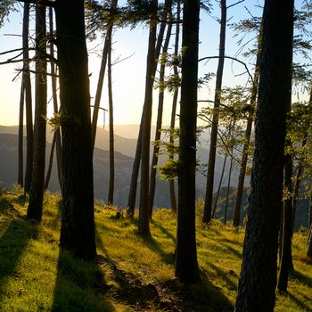 Trees on a forest at sunset with golden light at sunset, in Portugal