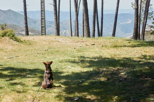 Cute brown dog sitting on the grass landscape nature mountain with trees