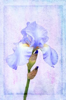 Iris pallida flower plant cut out and isolated on a textured effect background