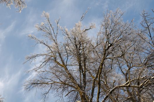 Beautiful view of the shiny and frozen trees under blue sky