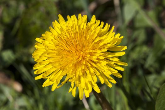 Dandelion flower a yellow stubborn weed commonly known as clockflower, bitterwort or lion's tooth