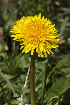 Dandelion flower a yellow stubborn weed commonly known as clockflower, bitterwort or lion's tooth