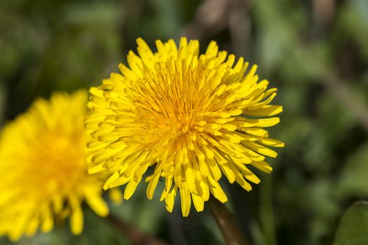 Dandelion flower a yellow stubborn weed commonly known as clockflower, bitterwort or lion's tooth