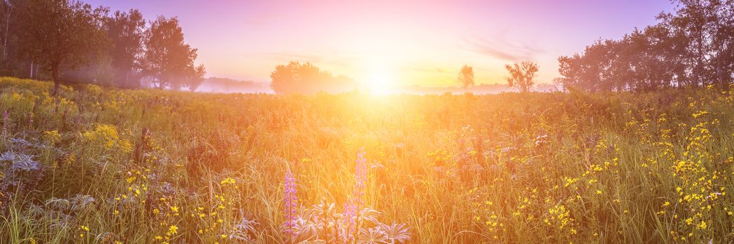 Sunrise on a field covered with wild flowers in summer season with fog and trees with a cloudy sky background in morning. Landscape.