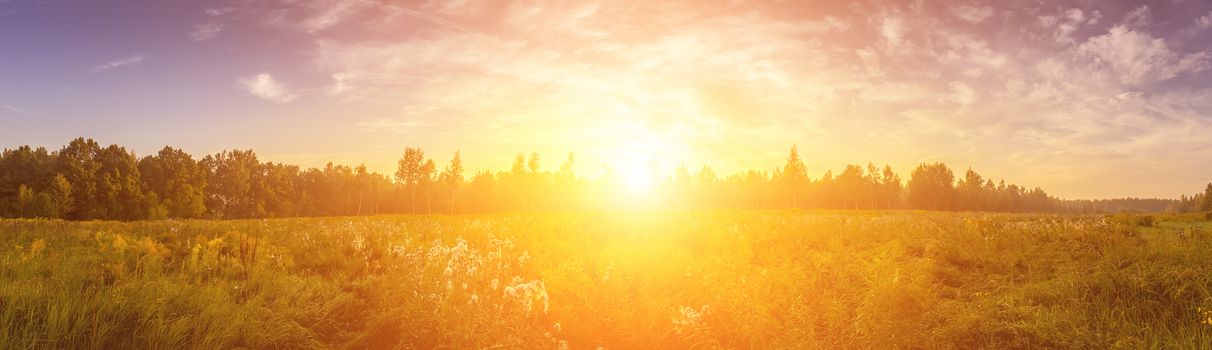 Sunrise on a field covered with wild flowers in summer season with fog and trees with a cloudy sky background in morning. Landscape.