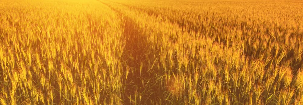 Young golden ears of rye on a sunset or sunrise in summer. Sunbeam on a background.