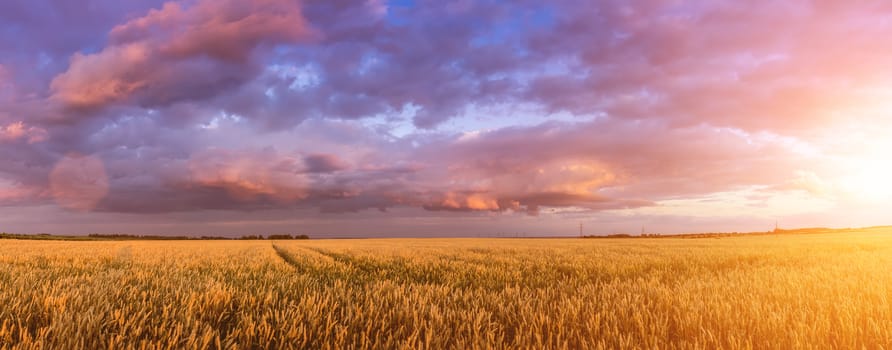 Scene of sunset or sunrise on the field with young rye or wheat in the summer with a cloudy sky background. Landscape.