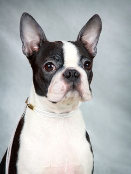 black and white boston terrier looking at the camera on a gray background