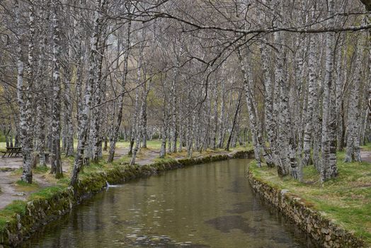 White trees reflection on a river in Covao d ametade in Serra da Estrela, Portugal