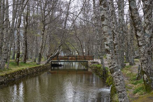 White trees reflection on a river in Covao d ametade in Serra da Estrela, Portugal