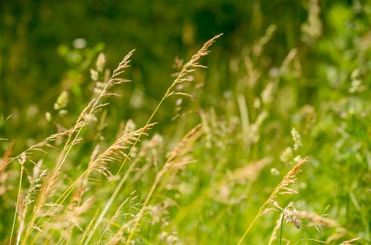 Gramineae herbs moved by the wind in a meadow  under the warm spring sun