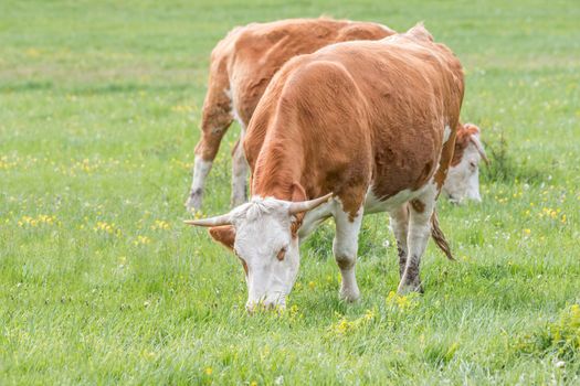 Hungarian cows graze in the pasture