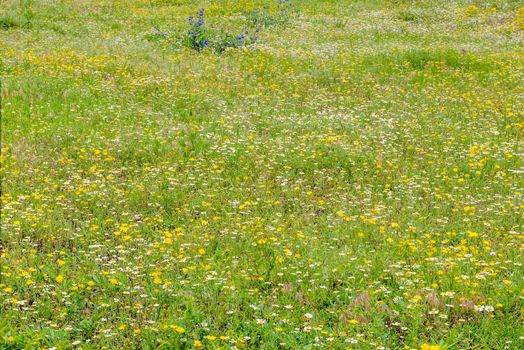 Chamomile and Dandelion flowers in a meadow at spring