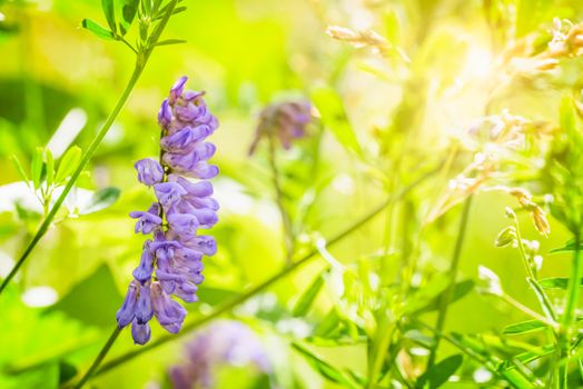 An Alfalfa flower in a meadow at sunset