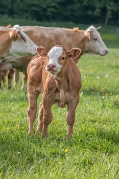 Young curious calf looks at the photographer