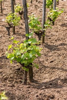 Young grape plant in spring