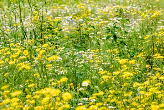Chamomile and Dandelion flowers in a meadow at spring
