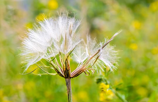 Macro of a Tragopogon in the meadow, under the summer sun