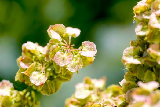 Macro detail of Rumex Crispus Flower under the warm summer sun