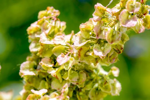 Macro detail of Rumex Crispus Flower under the warm summer sun