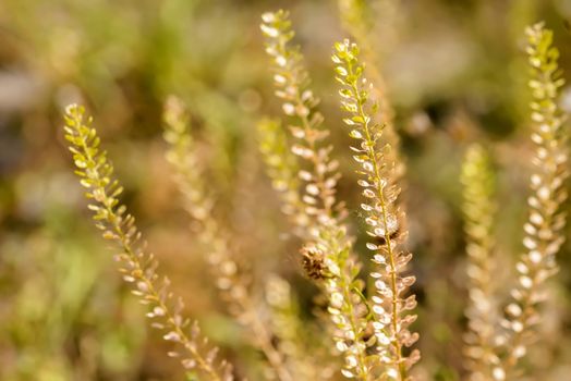 Macro of Lepidium plants under the warm summer sun