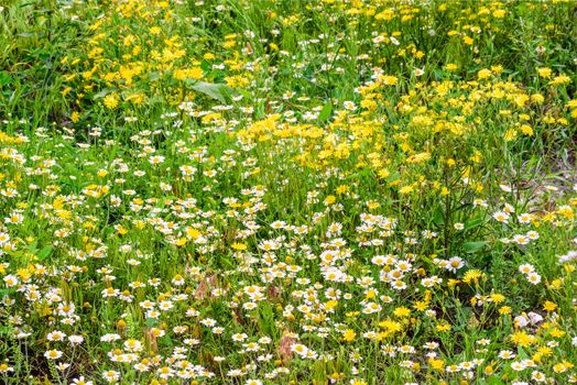 Chamomile and Dandelion flowers in a meadow at spring