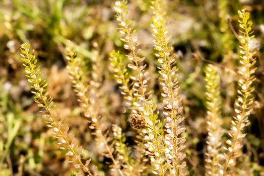 Macro of Lepidium plants under the warm summer sun