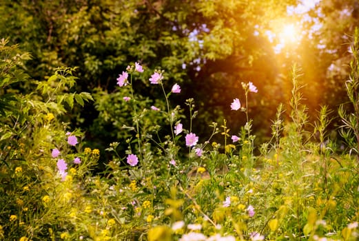 Pink wild flowers in the park under a warm summer sun