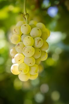 Tasty green grapes close-up