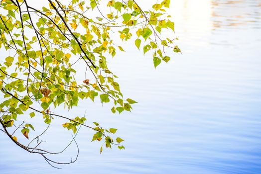 Translucent Birch leaves over the blue river water in autumn