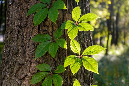 Creeper leaves on a tree trunk under a strong sun ray at the beginning of autumn