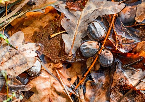 Dry acorn and oak tree leaves in a puddle during autumn