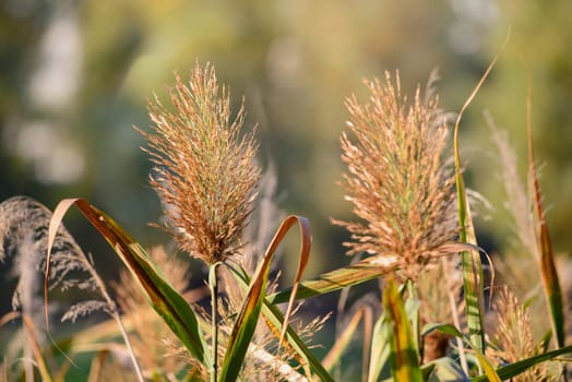 Phragmites australis flower close to the lake in autumn