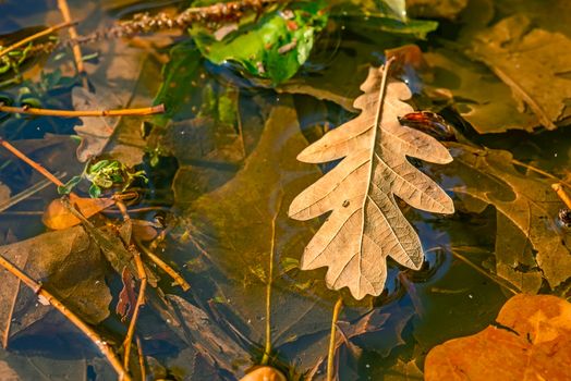 Dry oak tree leaves in a puddle during autumn