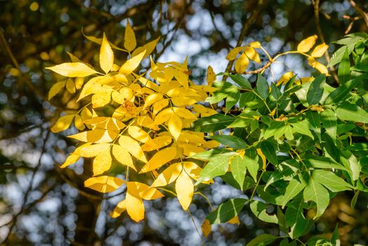 Yellow and green Ash tree leaves  under a strong sun ray at the beginning of autumn