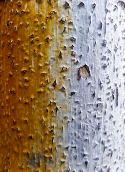 palm tree surface show two color when recieve water from an artesian well or groundwater